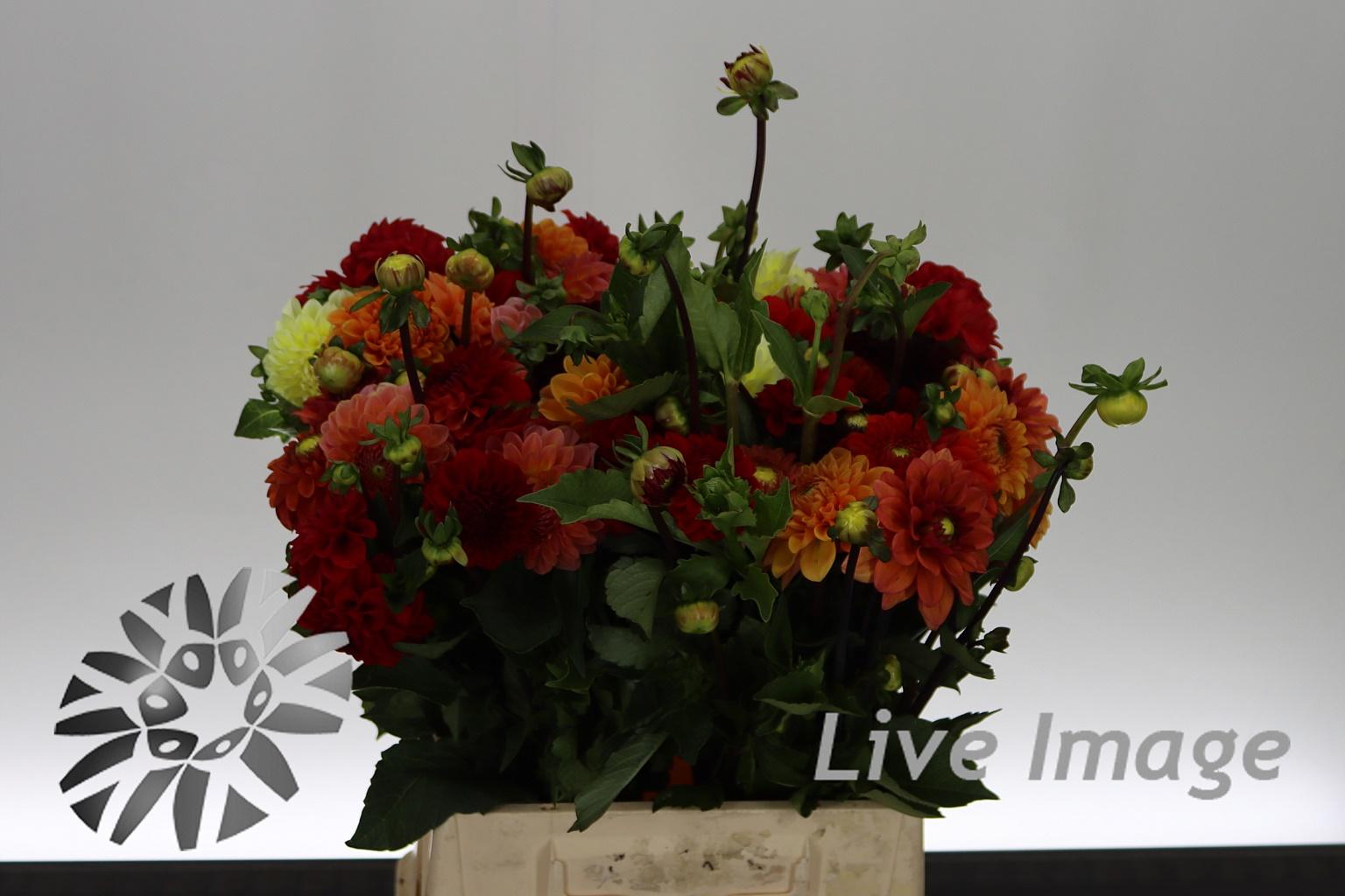 Dahlia gemengd