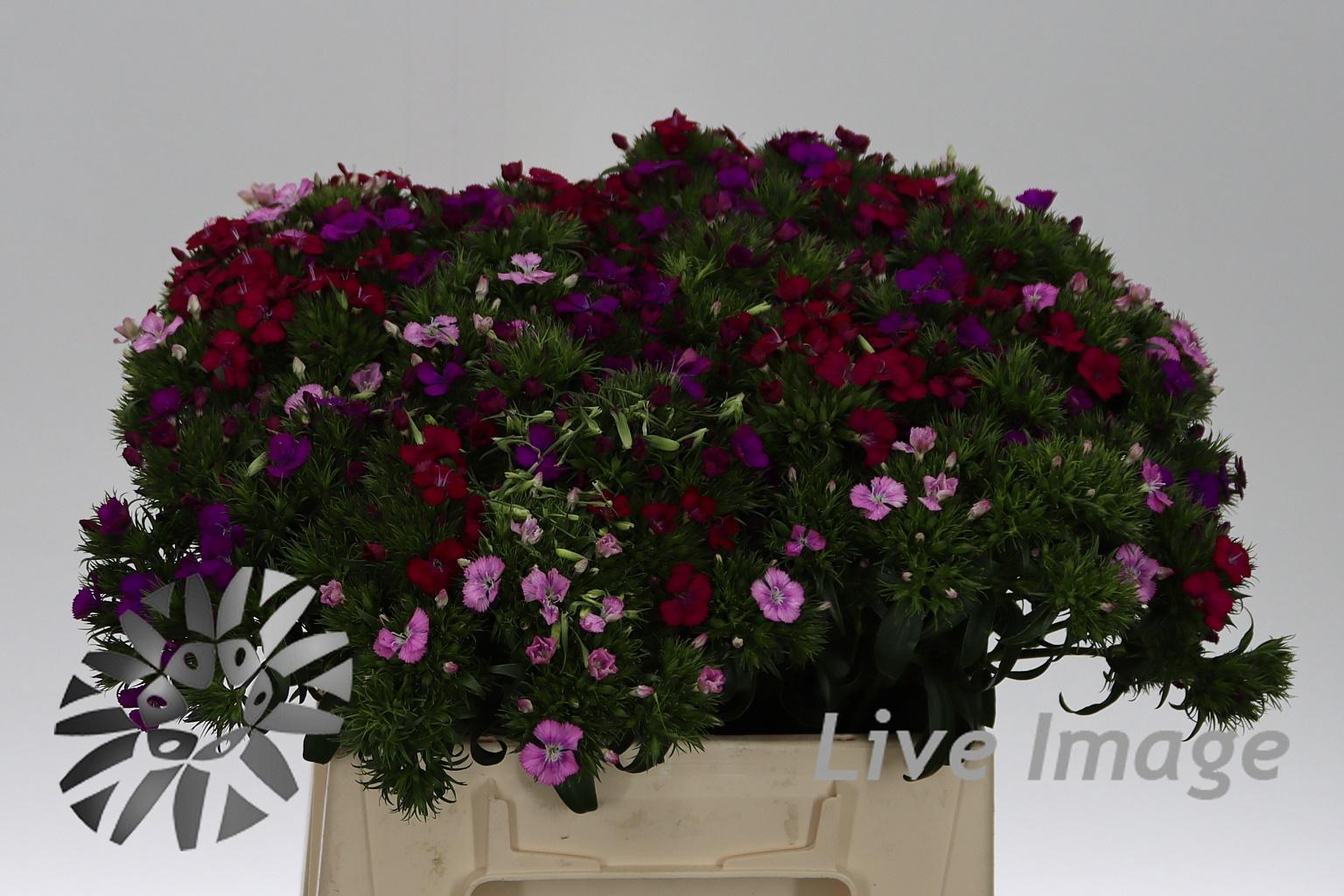 Dianthus barbatus overig