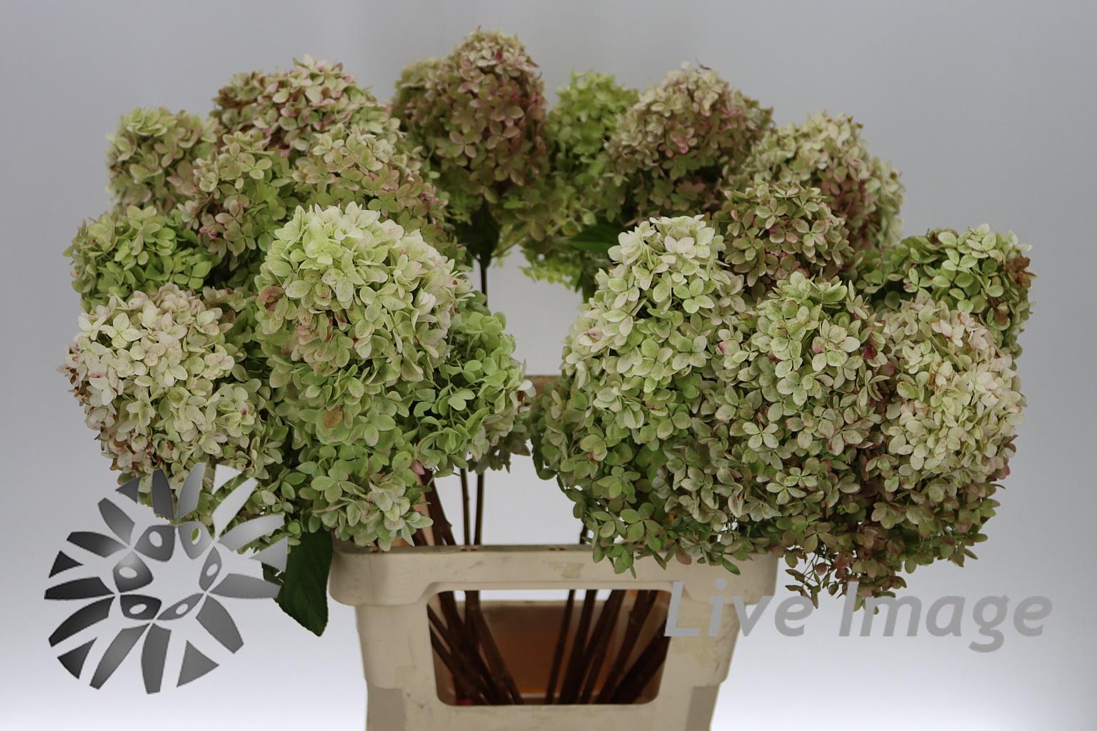 Hydrangea overig