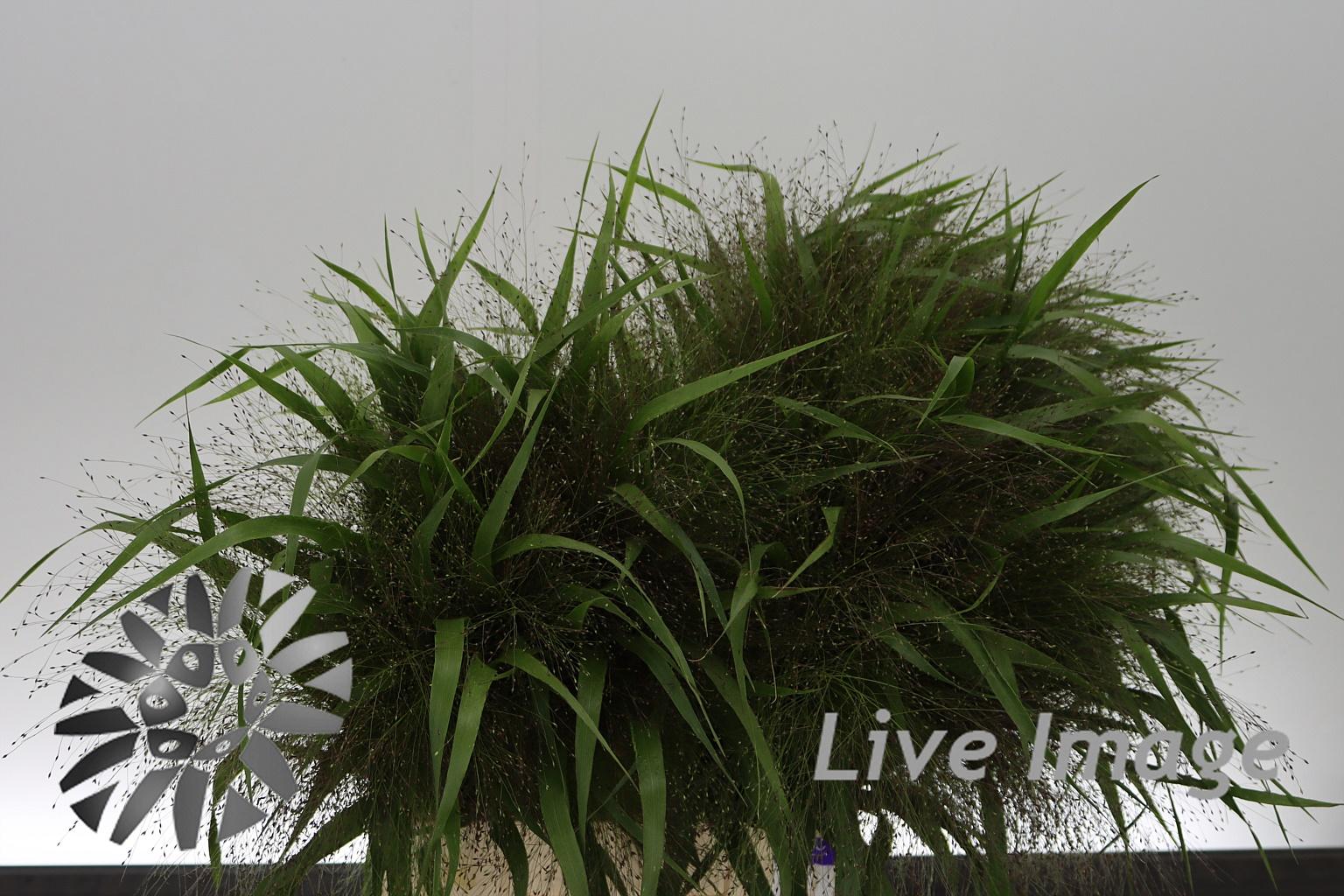 Panicum overig