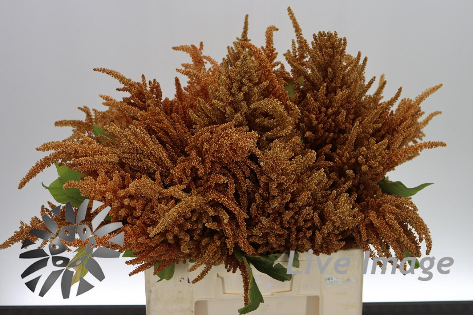 Amaranthus overig