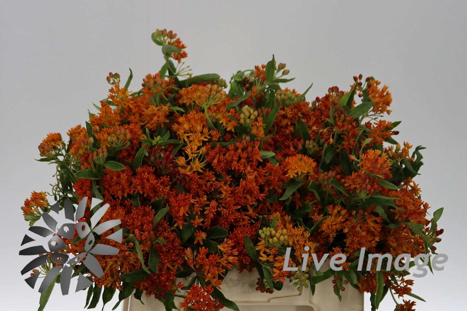 Asclepias tuberosa