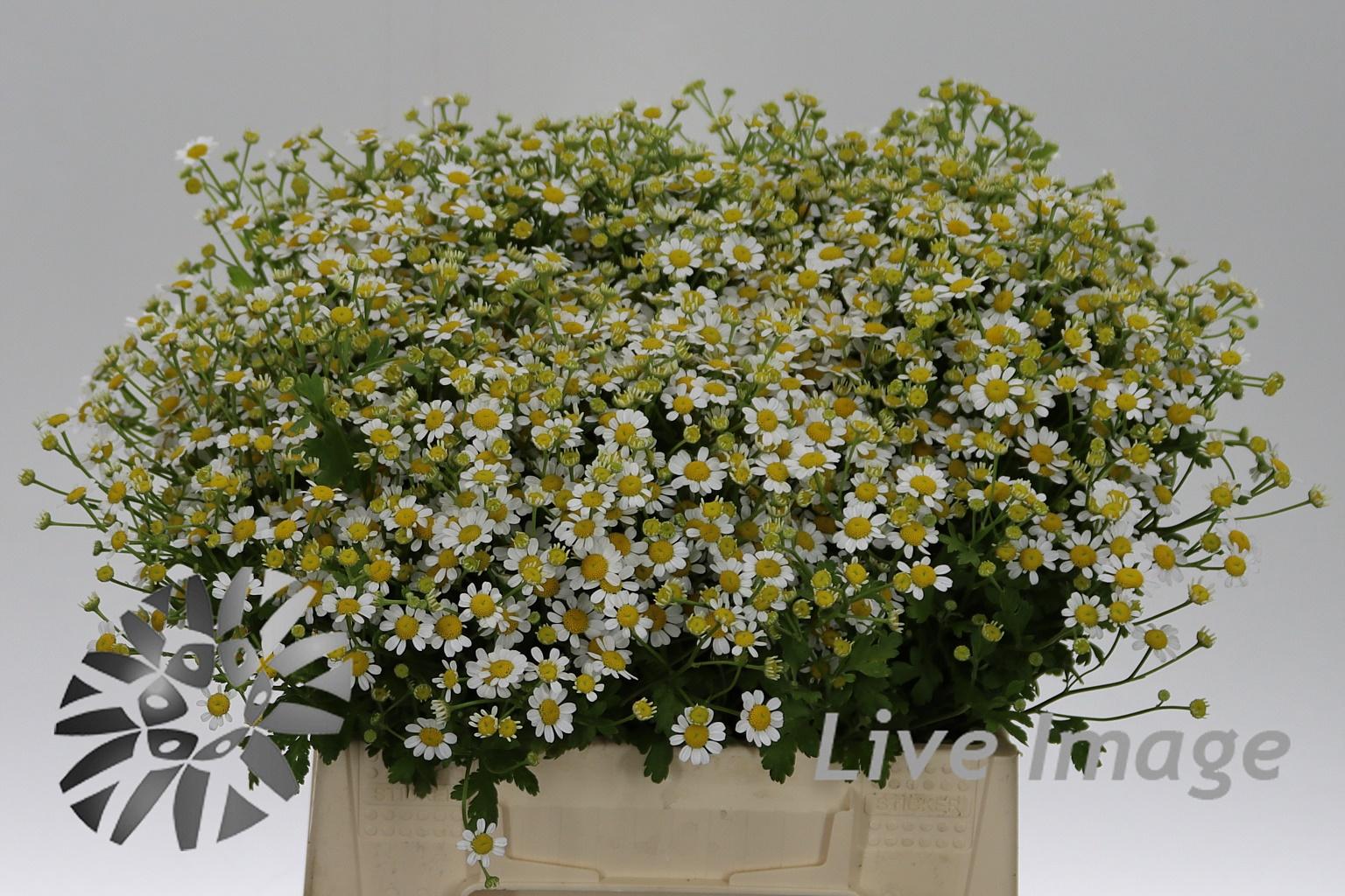 Tanacetum coccineum