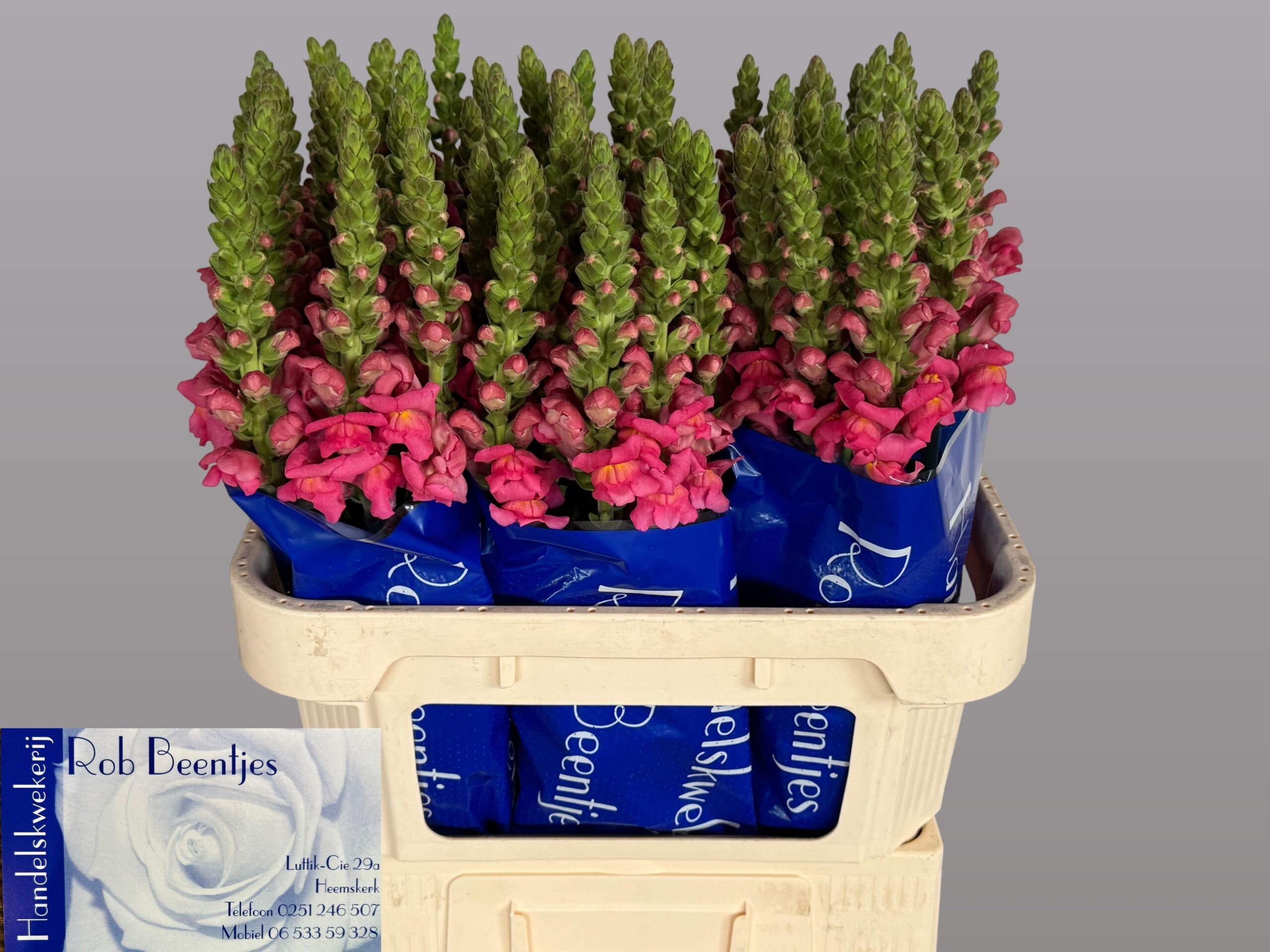 Antirrhinum majus 'Antibes Rose'