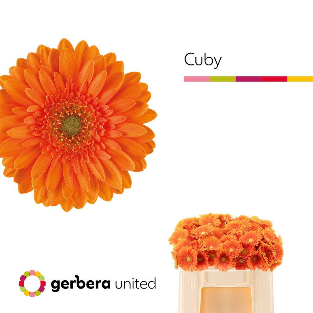 Gerbera mini 'Cuby'