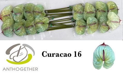 Anthurium (Andreanum Grp) kleurbehandeld H%