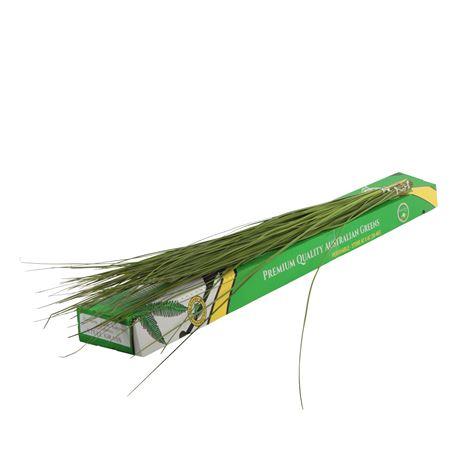 Xanthorrhoea Steelgrass