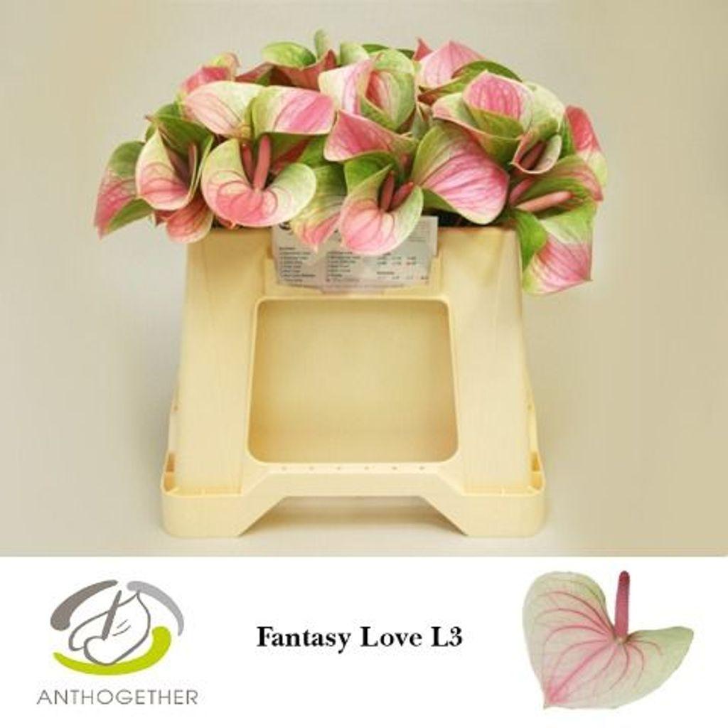 Anthurium (Andreanum Grp) 'Fantasy Love'