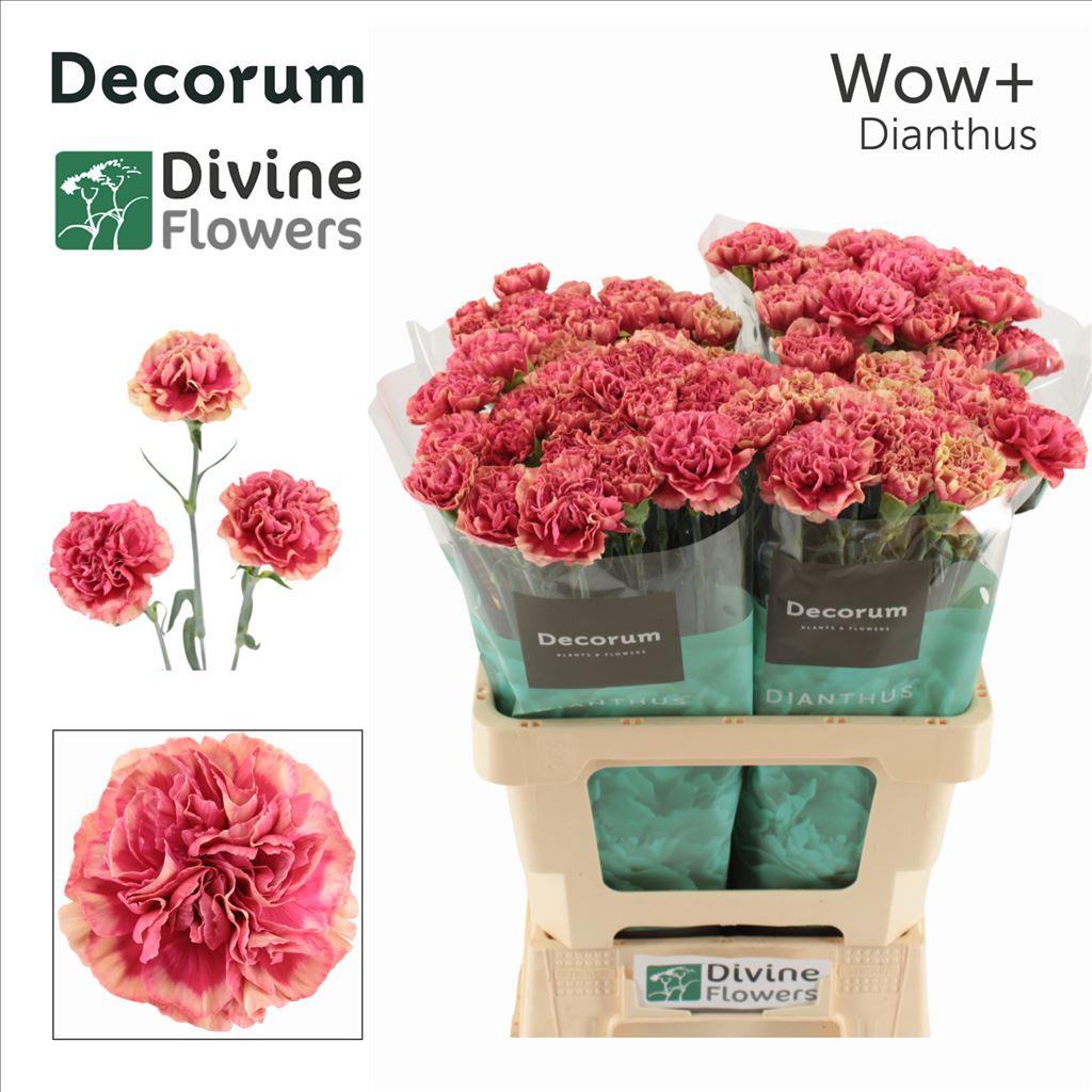 Dianthus standaard Wow+