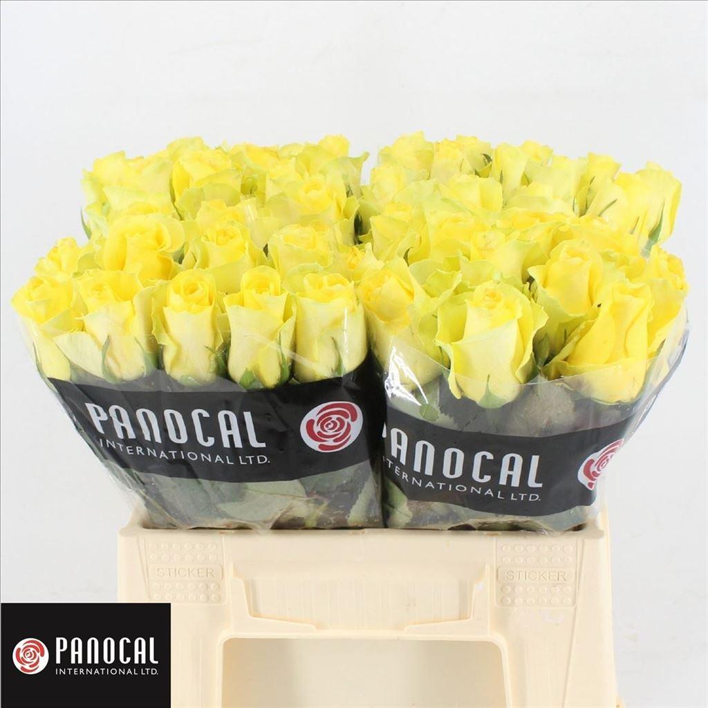 Rosa grootbloemig Minion Rose