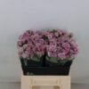 Snijbloemen overig