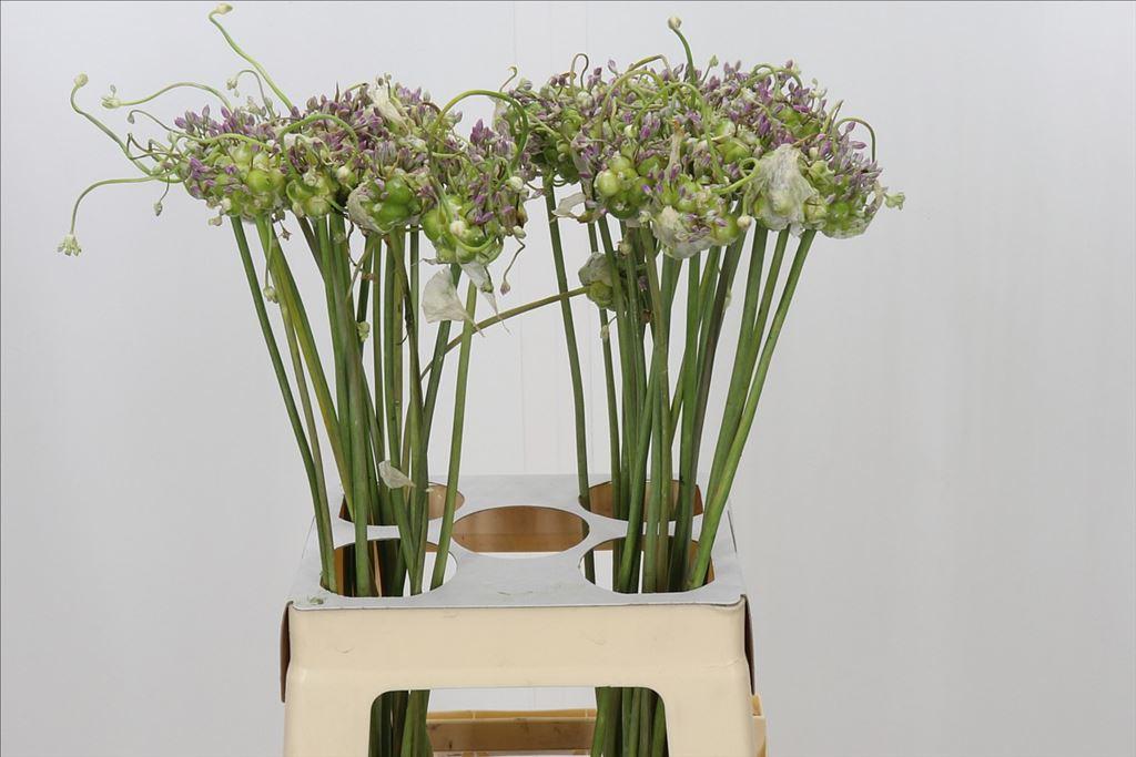 Allium ampeloprasum var. babingtonii 'Green Drops'