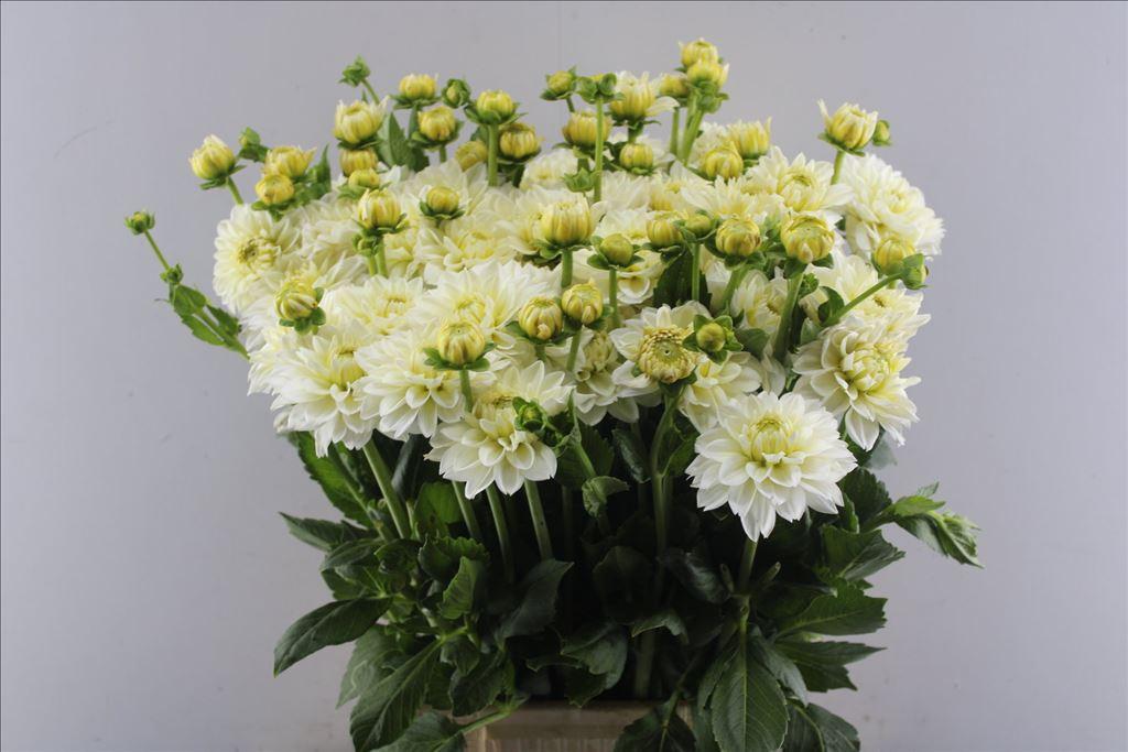 Dahlia (Decorative Grp) 'Polar Ice'