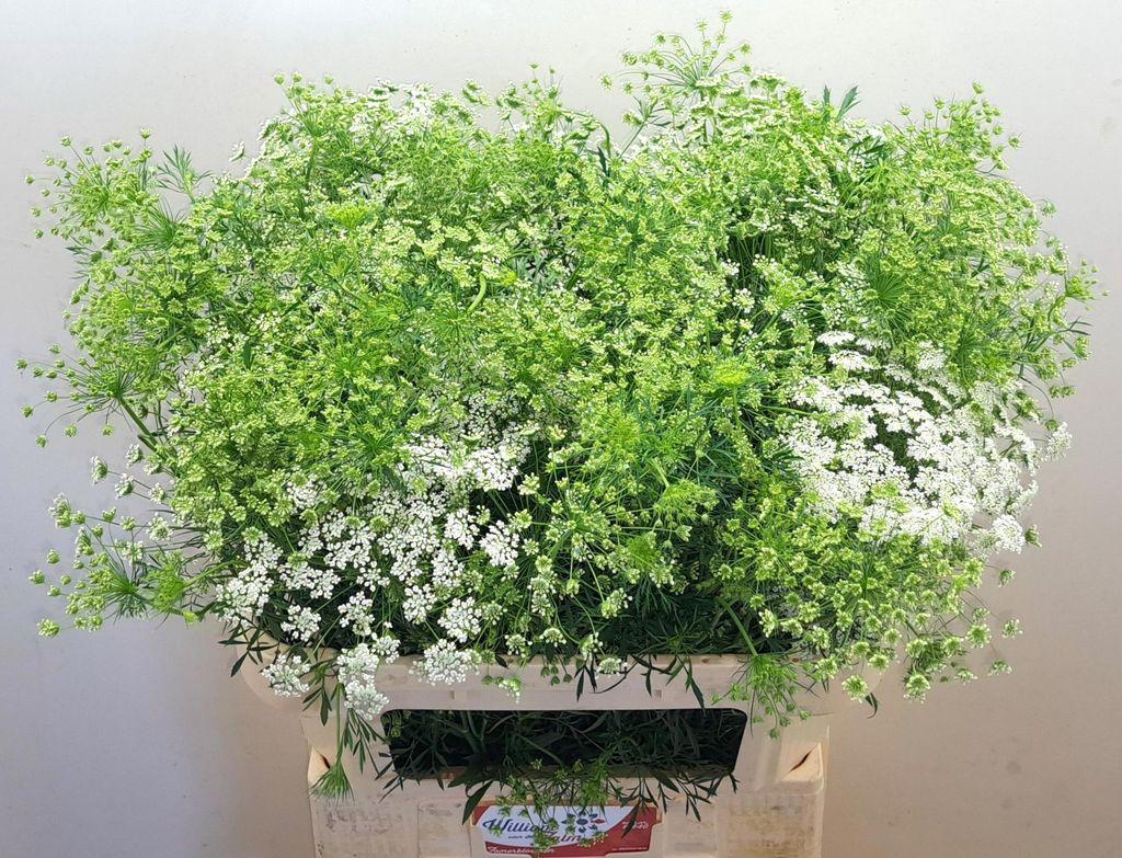 Ammi majus