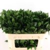 Ruscus hypophyllum (groot blad)