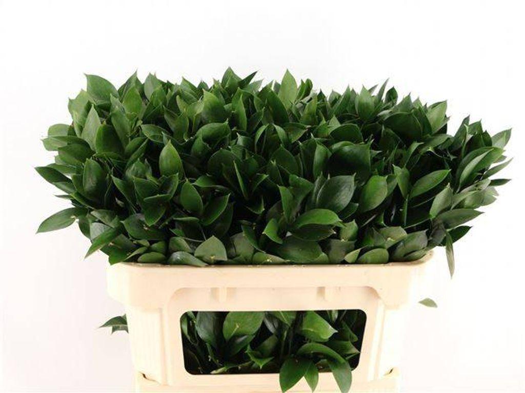 Ruscus hypophyllum (groot blad)