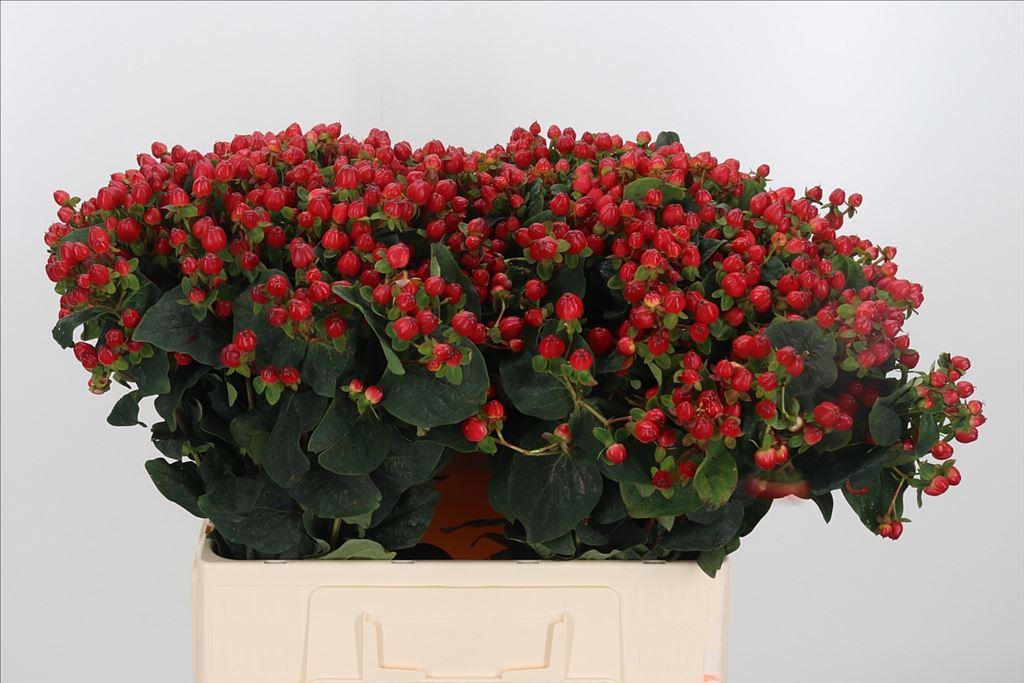 Hypericum x inodorum Magical Triumph