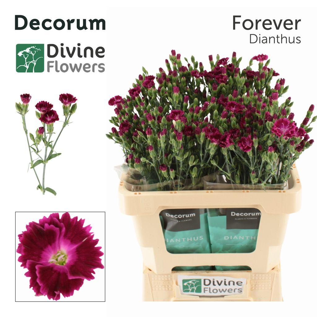 Dianthus Lilliput Forever