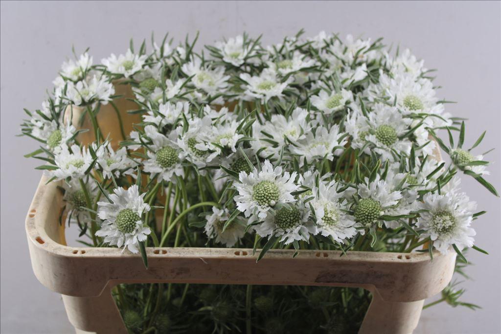 Scabiosa caucasica