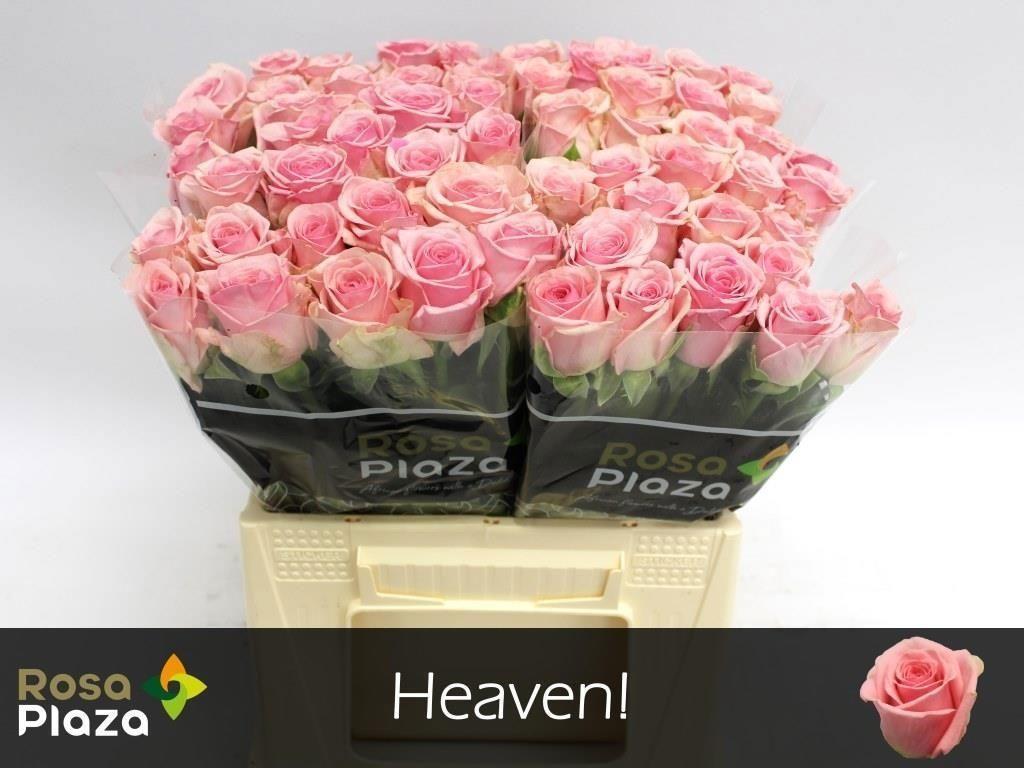 Rosa grootbloemig Heaven!