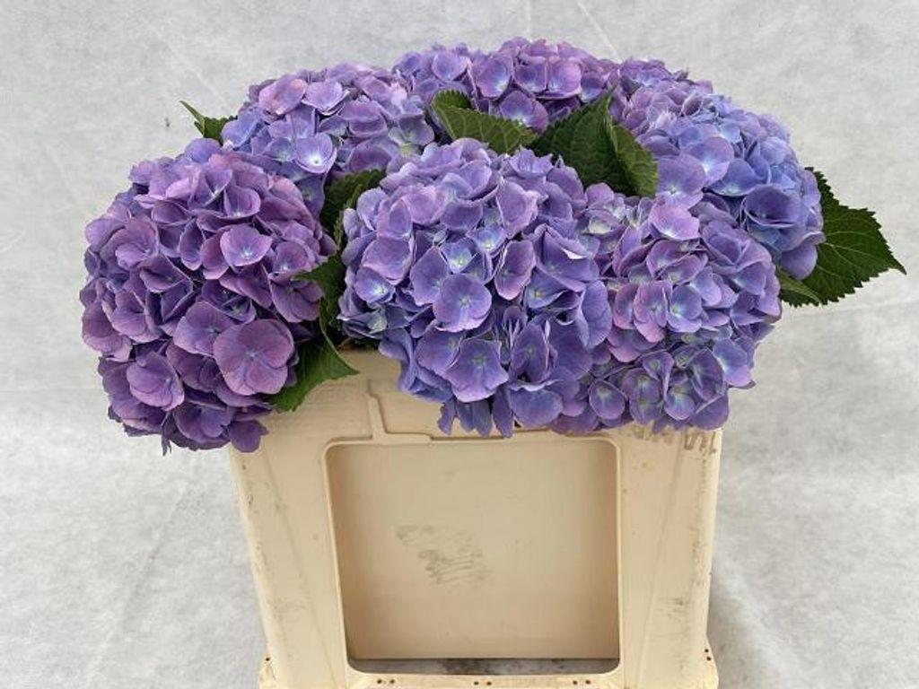 Hydrangea macrophylla 'Bodensee' (blauw)