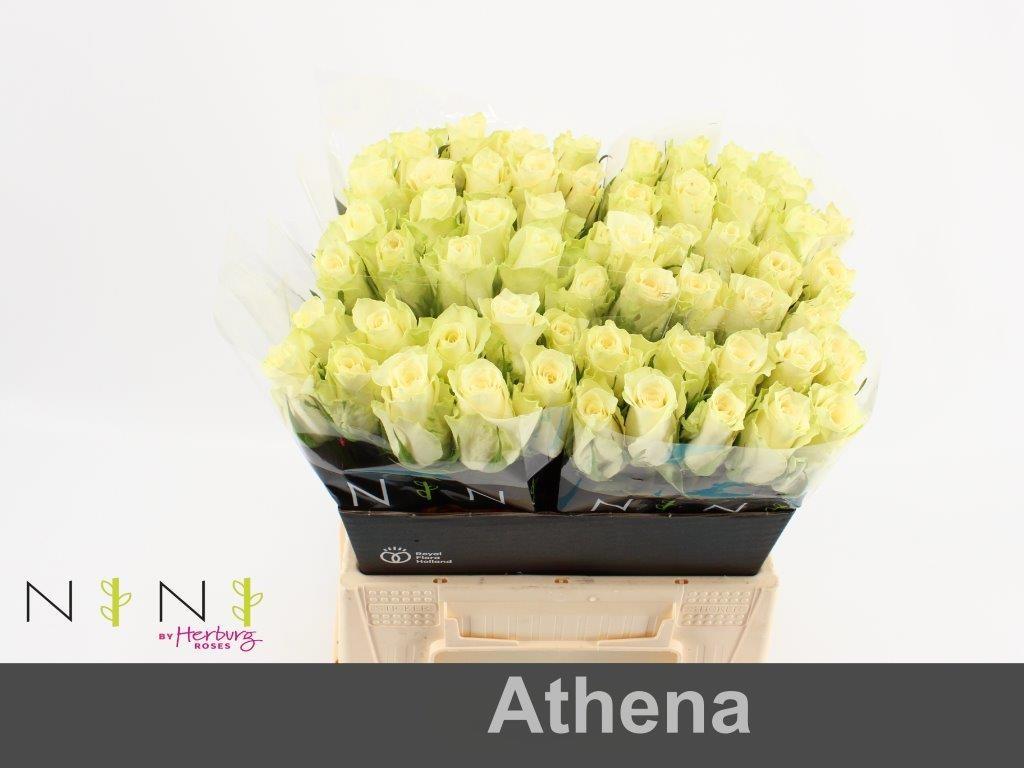 Rosa grootbloemig Athena
