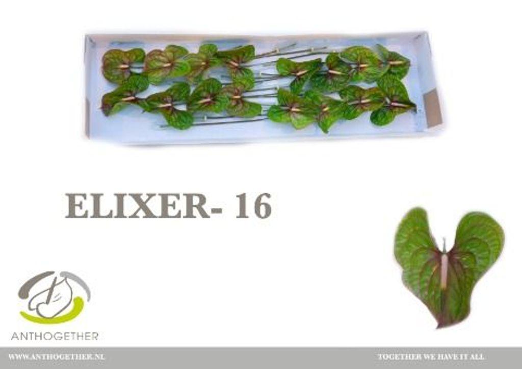 Anthurium (Andreanum Grp) 'Elixer'
