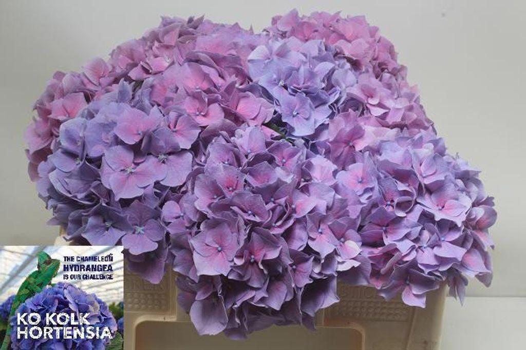 Hydrangea macrophylla Cassanova