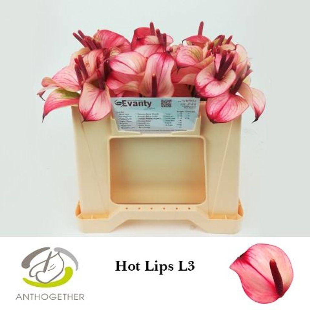 Anthurium Princess Amalia Hot Lips