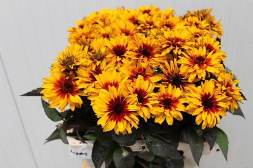 Heliopsis 'Yellow Spider'