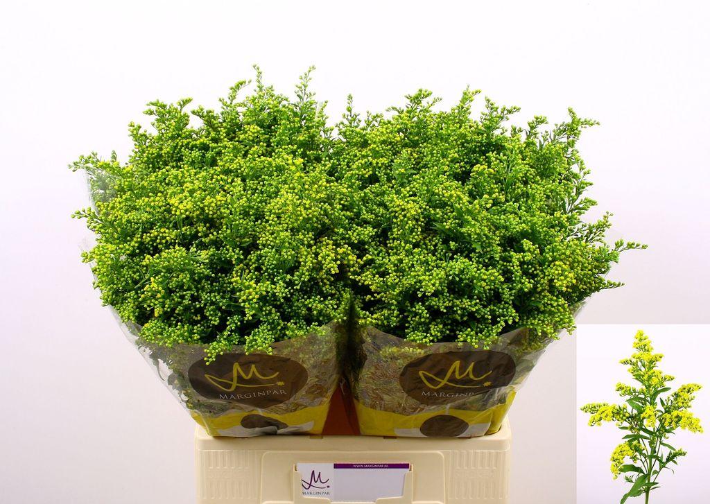 Solidago Carzan Glory