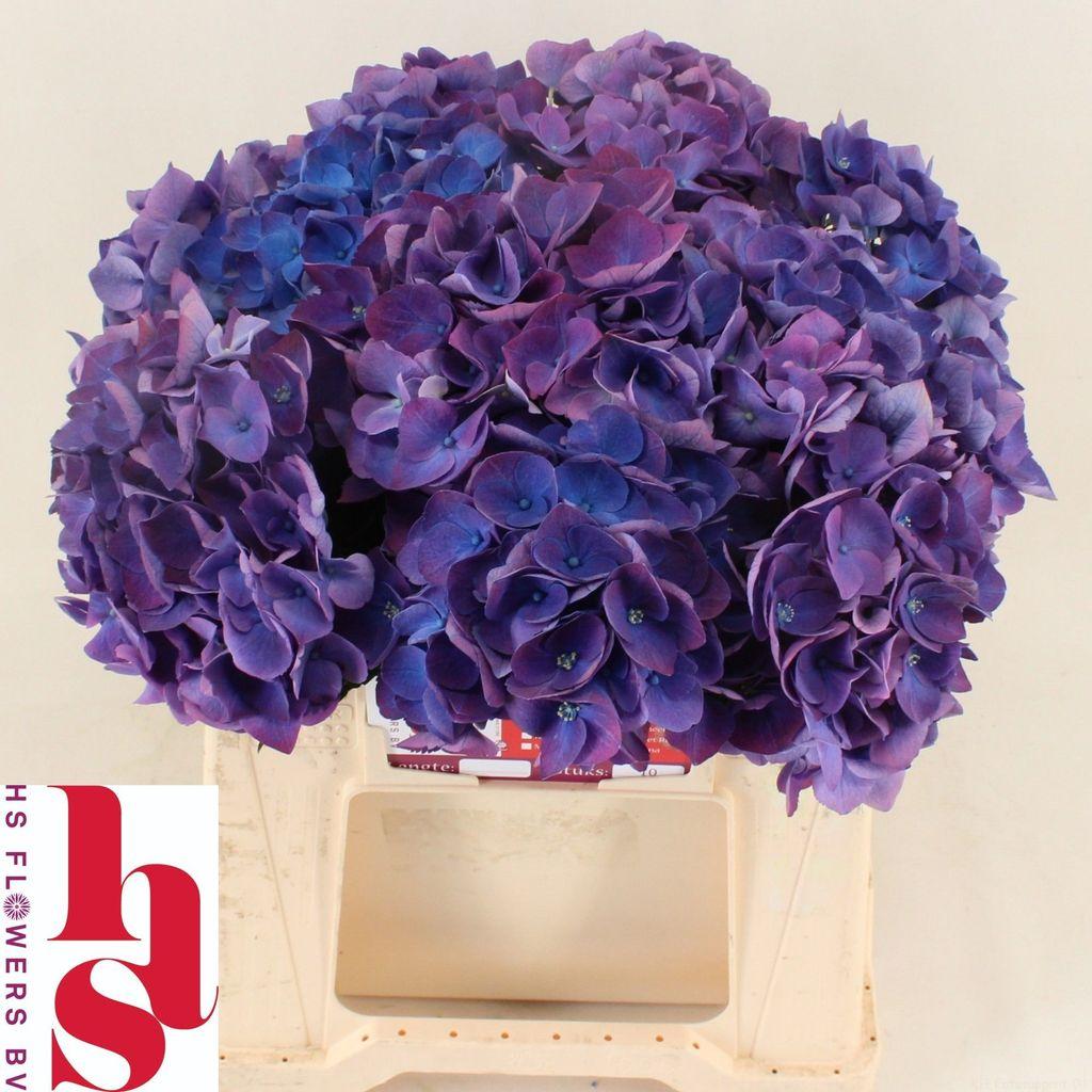 Hydrangea macrophylla Royal Opera
