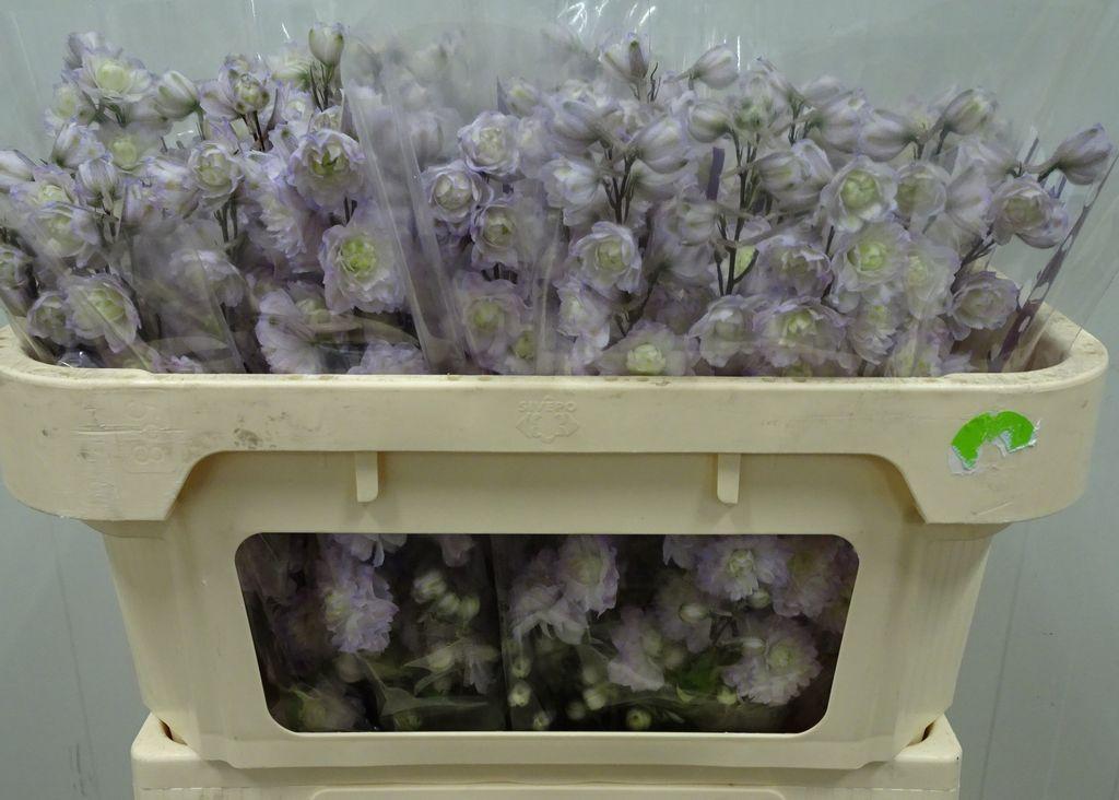 Snijbloemen overig