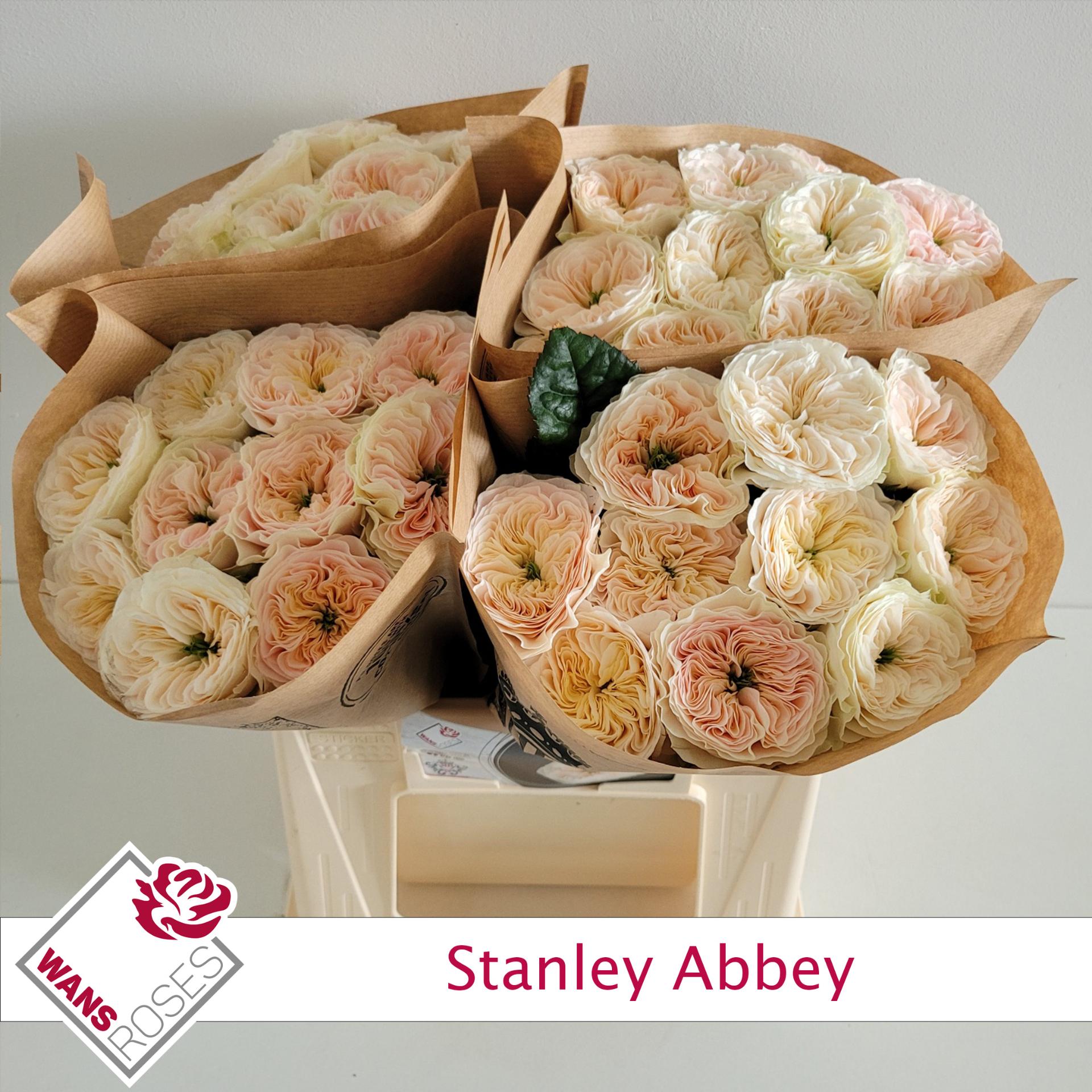 Rosa grootbloemig Stanley Abbey