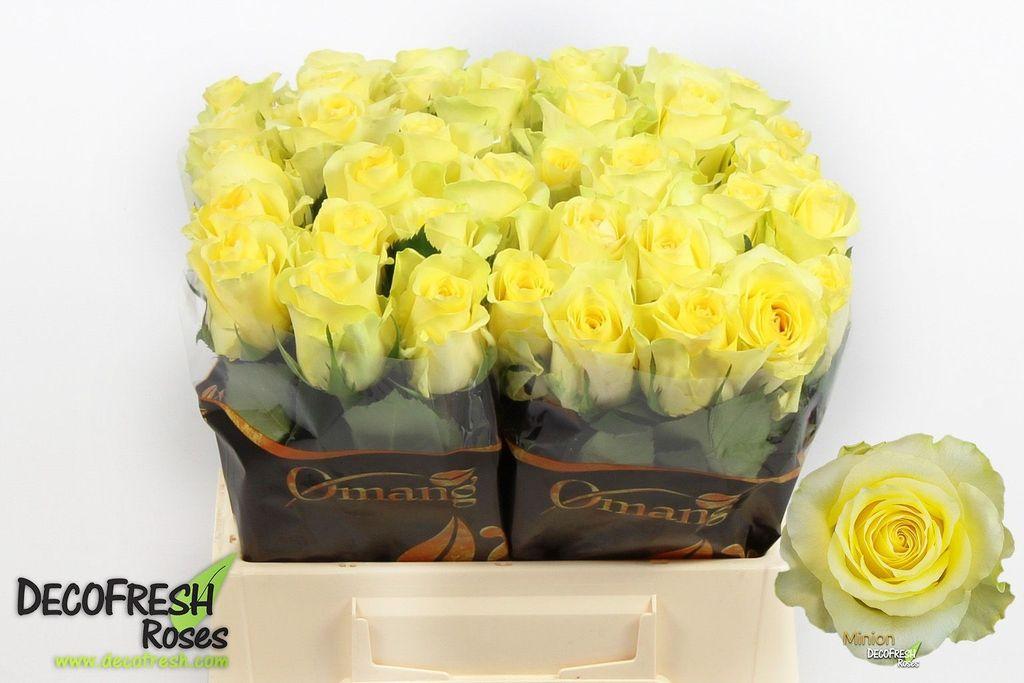 Rosa grootbloemig Minion Rose