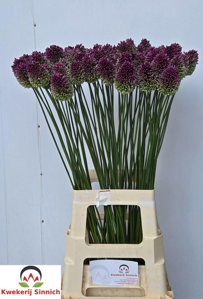 Allium sphaerocephalon