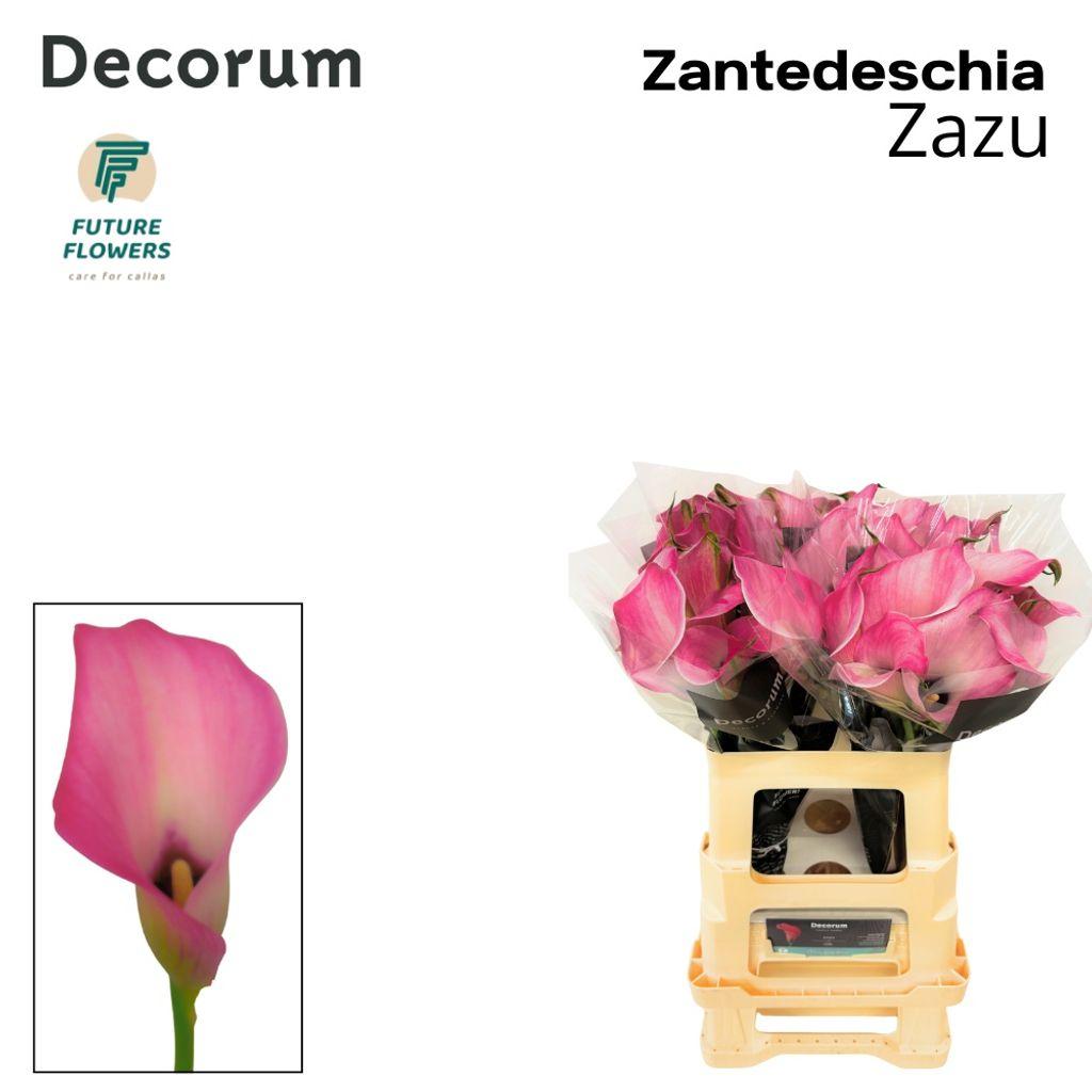 Zantedeschia 'Zazu'