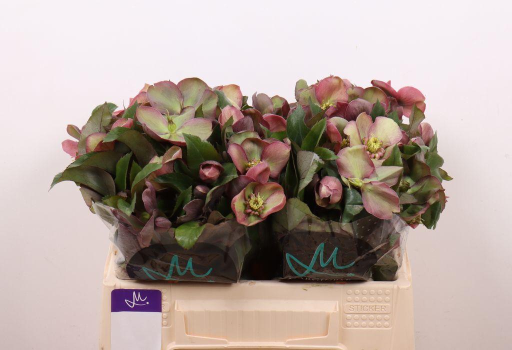 Helleborus 'Classic Grace'