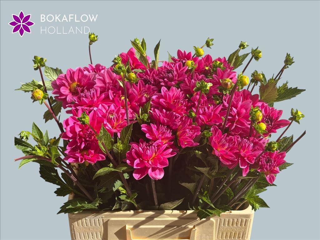 Dahlia (Decorative Grp) 'Onesta'