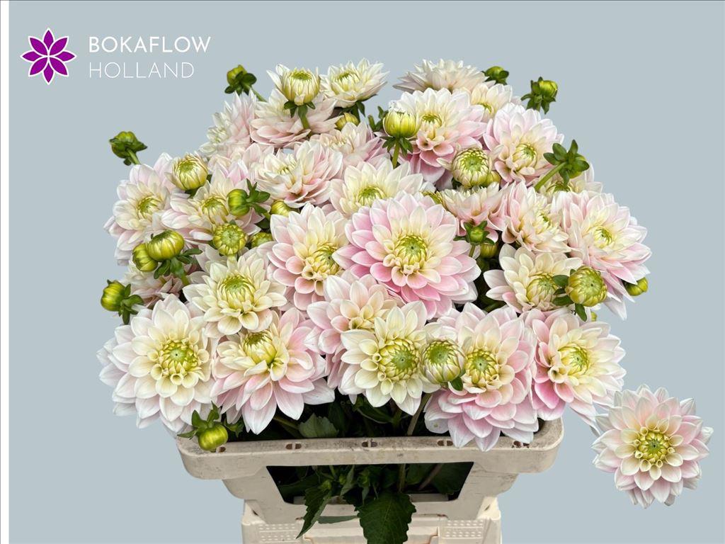 Snijbloemen overig