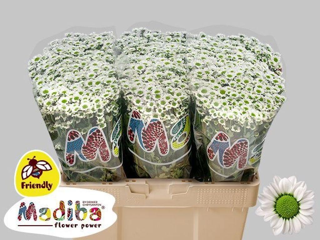 Chrysanthemum (Indicum Grp) tros santini Madiba Lindi White