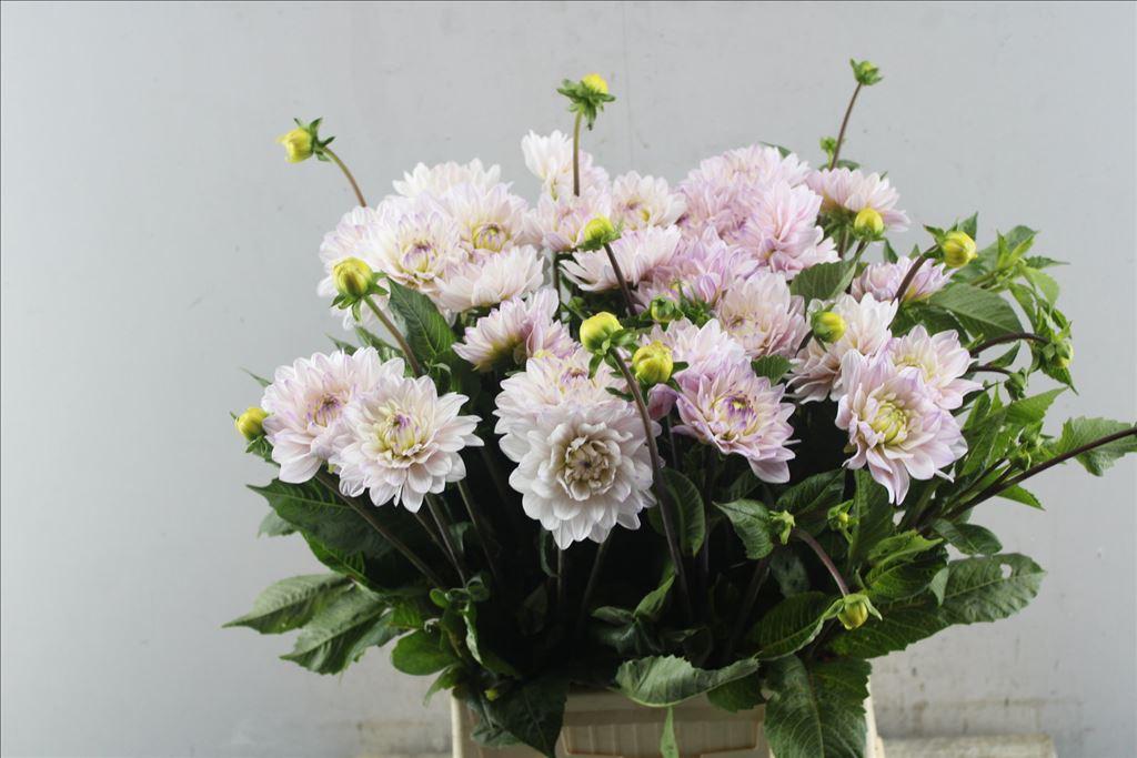Dahlia (Decorative Grp) 'Silver Years'