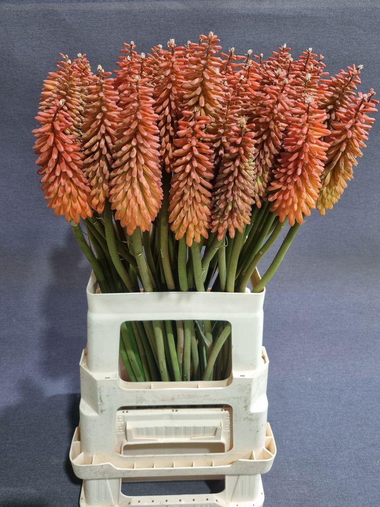 Kniphofia 'Alcazar'