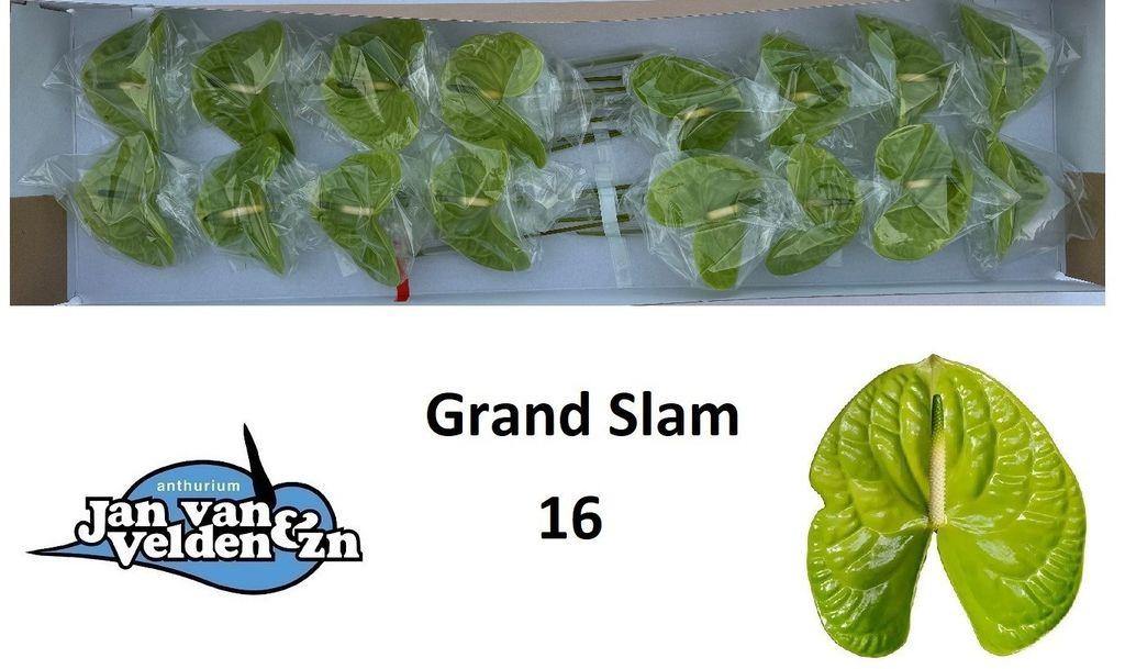 Anthurium (Andreanum Grp) Grand Slam