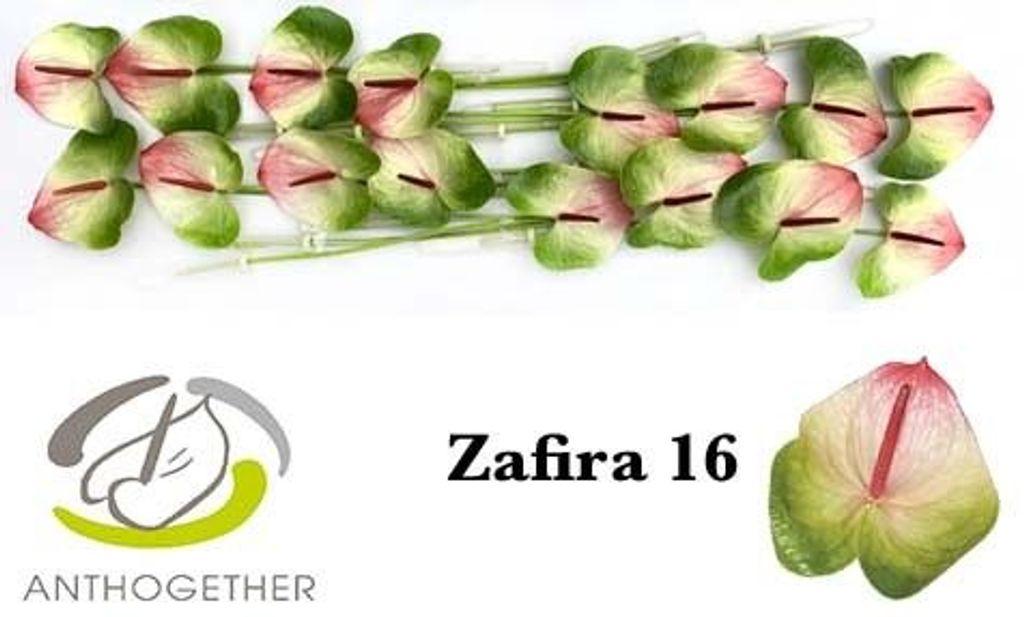 Anthurium (Andreanum Grp) Zafira