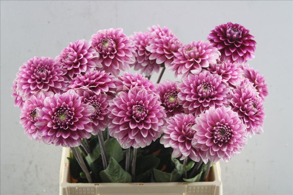 Dahlia overig