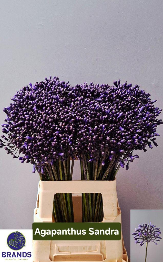 Agapanthus 'Intermedius'