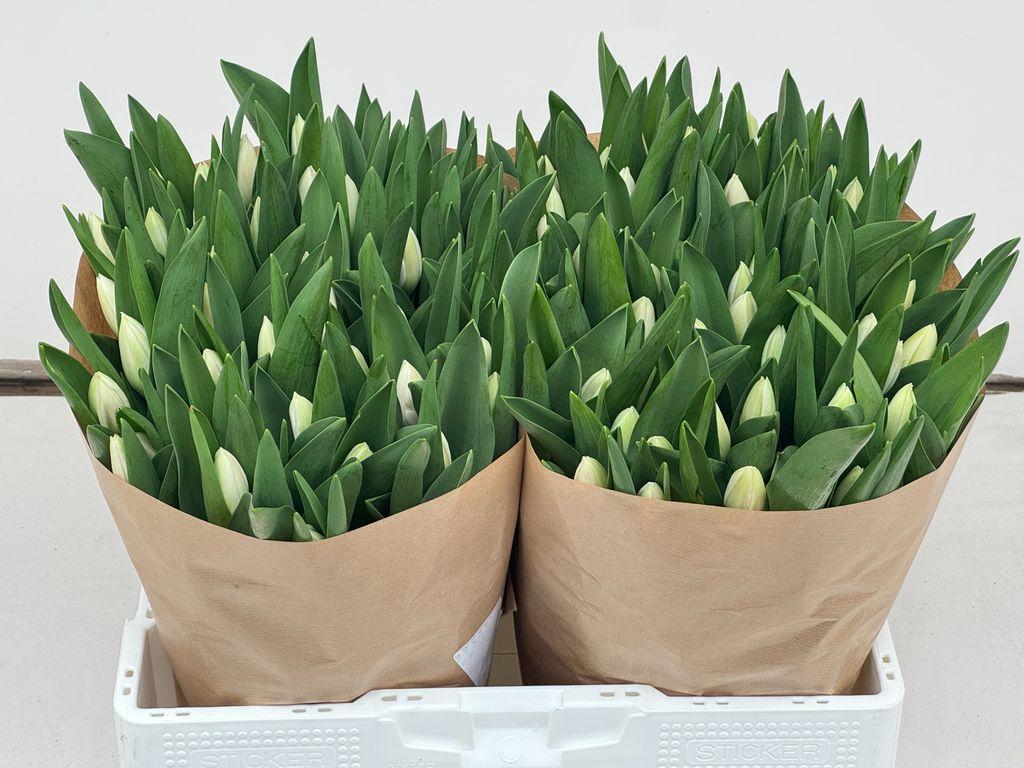 Tulipa (Triumph Grp) 'Royal Virgin'