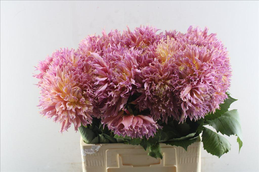 Dahlia (Fimbriated Grp) 'Omega'