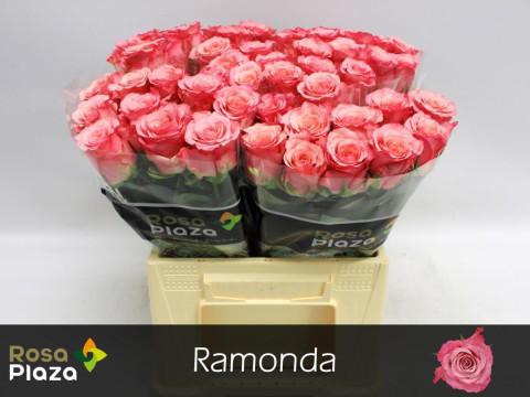 Rosa grootbloemig Ramonda